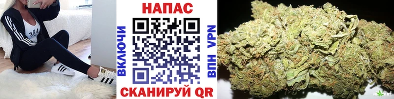 где купить   Дмитриев  Шишки марихуана сатива 